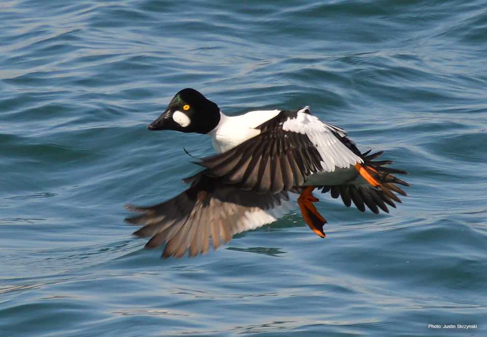 Common Goldeneye Image